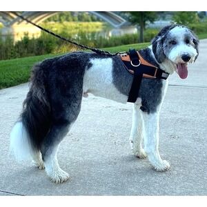 Shawnco Essential Dog Harness Adjustable Control Vest Heavy Duty No Choke Medium